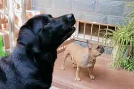 当邻居家来了狗狗看自家狗狗的反应