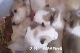 几条母柯基都快下崽了，价格不贵，赶快来吧！价格不贵！视频封面