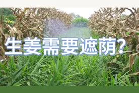 生姜不喜欢太强的日照，采用遮阳网或者套作高秆作物，其效果良好