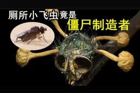 蚤蝇：你厕所里的无名小飞虫其实是一个僵尸制造者被人忽略的昆虫视频封面