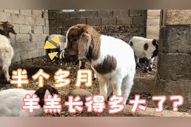 生的最早的小羊羔反而成了最小的了，冬天羊羔长得太慢吗？不明白