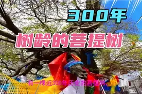 呼和浩特市有一棵近300年的菩提树视频封面