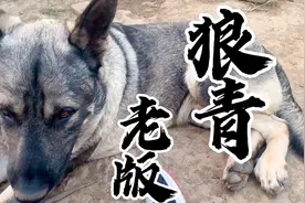 日系老版狼青的历史由来 你知道么？