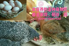 自己家养的各种母鸡生的鸡蛋，是纯天然的蛋，小孩子一天一个。