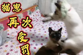 一天挨罚两次，猫妈大怒，疯狂的救崽，小崽竟然会看镜头，好可爱视频封面