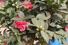 夏日叠星（四季茶花）视频封面
