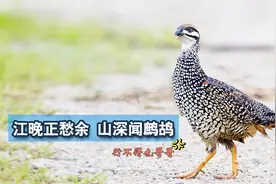 鹧鸪又叫金嘎嘎，来听听它撕心裂肺的叫声！视频封面