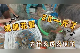 现捕的花蟹今天只要20一斤了，为什么这么便宜，渔民来告诉你视频封面
