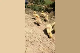 你养的鸭、鹅、有这种情况吗？浆膜炎特效药来了