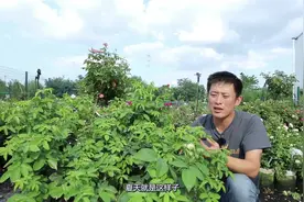 月季控必看的全年病虫害防护指南！——下篇