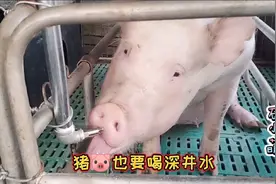 谁说猪笨的，母猪产床上安一个饮水装置。按完猪就会喝