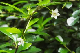 热带盆栽植物-福建茶视频封面