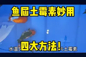 土霉素混合疗法，囫囵吞也可以？吓得鱼妈一哆嗦