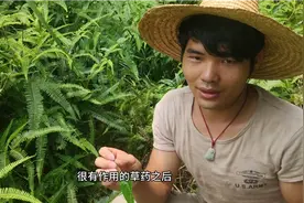 走了三四回才发现的草药它到底有什么作用呢，都快被挖灭绝了