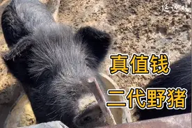 农村散养“二代野猪”30元一斤，一头卖7500多块钱，你愿意养吗？