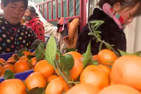 在河南批发市场买了2000斤湖北橘子，和老板谈好价格4毛钱一斤视频封面