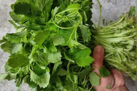 益母草农村的一种野菜，还是潮汕这种做法好吃，清脆爽口