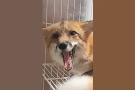 小狐狸认识主人吗视频封面