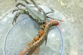 剧毒蜈蚣与母螃蟹生死决斗，轻轻一钳，蜈蚣瞬间尸首分离！