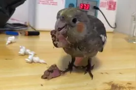 玄凤鹦鹉第一次吃地瓜，呵呵