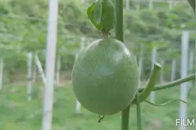 台农一号百香果湖南种植视频封面