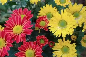 菊花的种植技术分享！详细讲解从扦插到开花的管理方法。视频封面