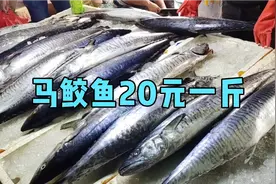 三亚海鲜市场马鲛鱼20元一斤，老铁们说值不值视频封面