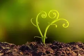 从发芽到参天大树的过程