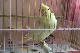 没感冒，没肠炎，玄凤鹦鹉拉绿便，咋回事？与泡小米有关