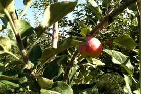 全网最小苹果熟啦!阿克苏红旗坡最有名冰糖心丑苹果视频封面