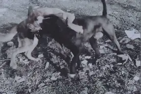土狗大黄对抗比特犬.  从开始到结束. 耳朵都废了.视频封面