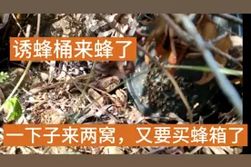 又是一下来两窝蜜蜂，又要买蜂箱了，广东下半年分蜂诱蜂进行时