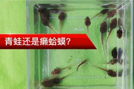 青蛙还是癞蛤蟆？众说纷纭，到底哪种说法是正确的？视频封面