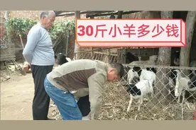 山东农村大叔搞养殖，一只30斤小羊值多少钱？视频封面