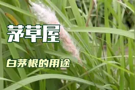 广西桂林路边割茅草盖房 ，白茅根功效作用不得了，茅草全身是宝视频封面