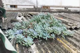 长在屋顶上的多肉，无人打理靠天吃饭都长成老桩，生命太顽强视频封面