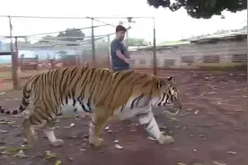 看看老虎有多大！和牛犊子一样！