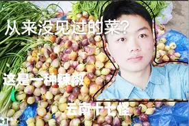 菜市场上面偶遇云南十八怪，这些奇葩菜品你见过吗？视频封面