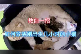 刚出生的小猫体质虚弱 命悬一线 教你一招可以迅速救活小猫生命。