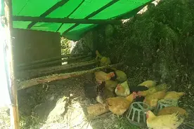 用这个方法搭建简易的鸡舍，只需花费不到两百块钱！视频封面