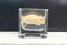 老外把老鼠扔进浓硫酸，3天后不见踪影，镜头拍下全过程视频封面