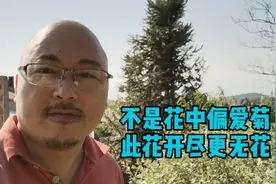 河源农村海拔700米山上的野菊花，干货1斤可卖200元，还供不应求