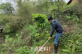 种了1年多的柚子苗，不知道还要在管理几年才会长柚子。视频封面