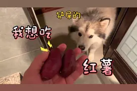 蠢萌狗狗吃了红薯，晚上睡觉一直放屁，把主人活生生的臭醒