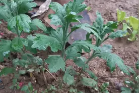 菊花的矮化，有多种方法，这里分享给你多年的经验