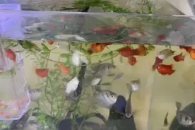 鱼缸水位下降太快是怎么回事？？今天要给鱼缸加水吧！