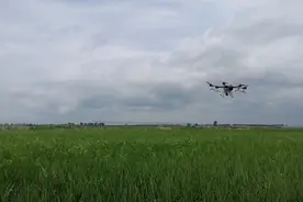 怎样防治水田负泥虫？老农的办法很简单，效果也不错