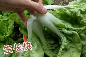 楼顶上种有机蔬菜，只施两次尿水，15天就可摘菜！视频封面