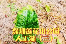 深圳莲花山公园~人工湖（三）#划船#莲花山公园#年味视频封面