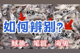 鱿鱼，笔管，海兔，它们长这么像，该如何辨别？